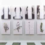 Records from autobiographical garden - Installation view (photo montage and herbalized plants) 2017.